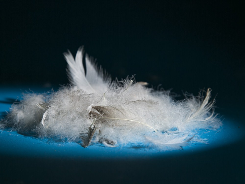 Gray Goose Original Feather (10).jpg